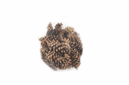 Pinus peuce net naturel