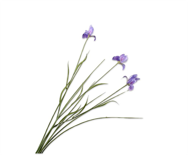 Iris 71cm lavend 24/ds