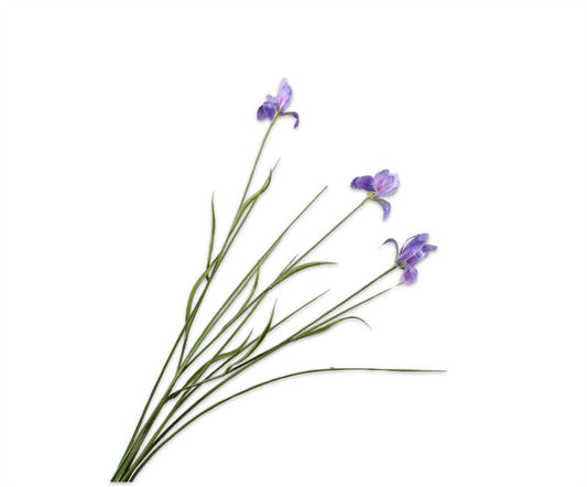 Iris 71cm lavend 24/ds