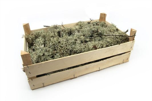 Boommos groen op tak middel naturel