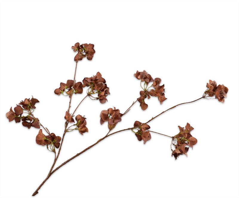 BOUGAINVILLEA TAK BRUIN 130CM