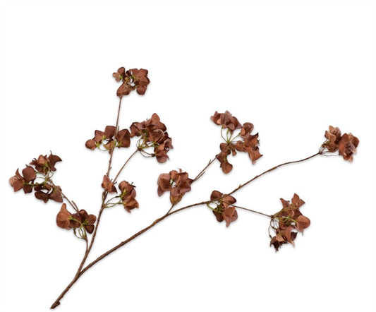 BOUGAINVILLEA TAK BRUIN 130CM