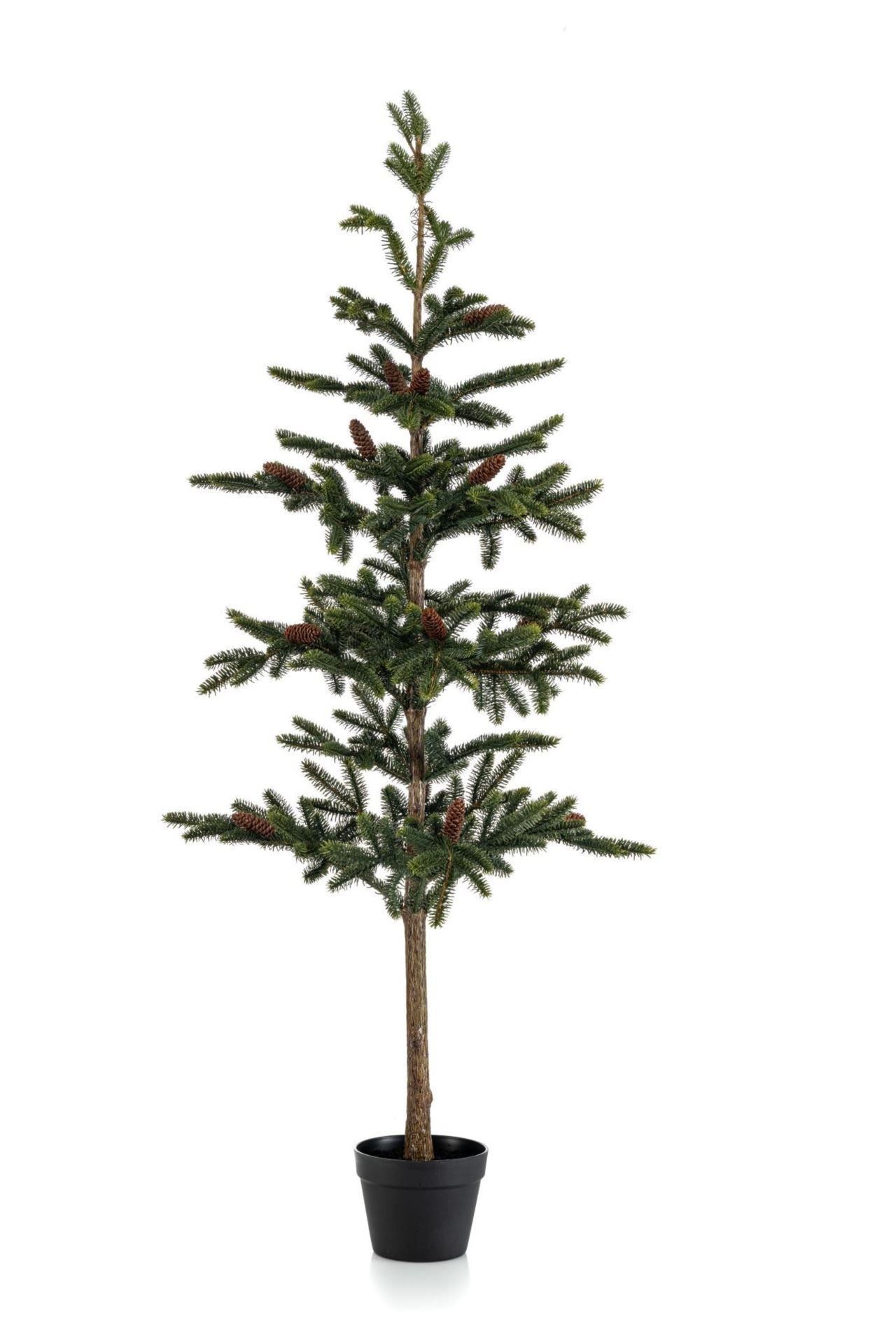 Pine w cones in pot 152cm