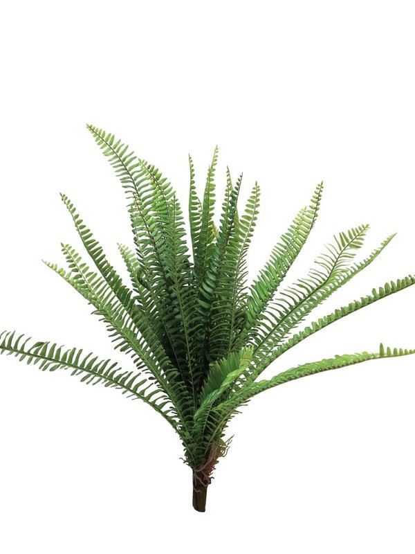Fern Torres Sunrise 60cm