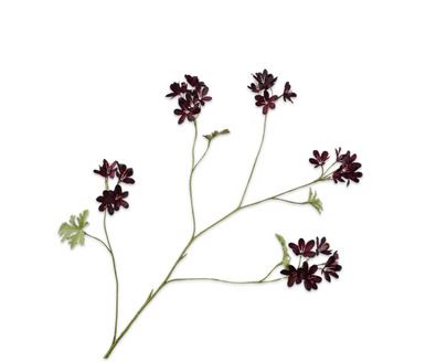 GERANIUM TAK BORDEAUX  94 cm