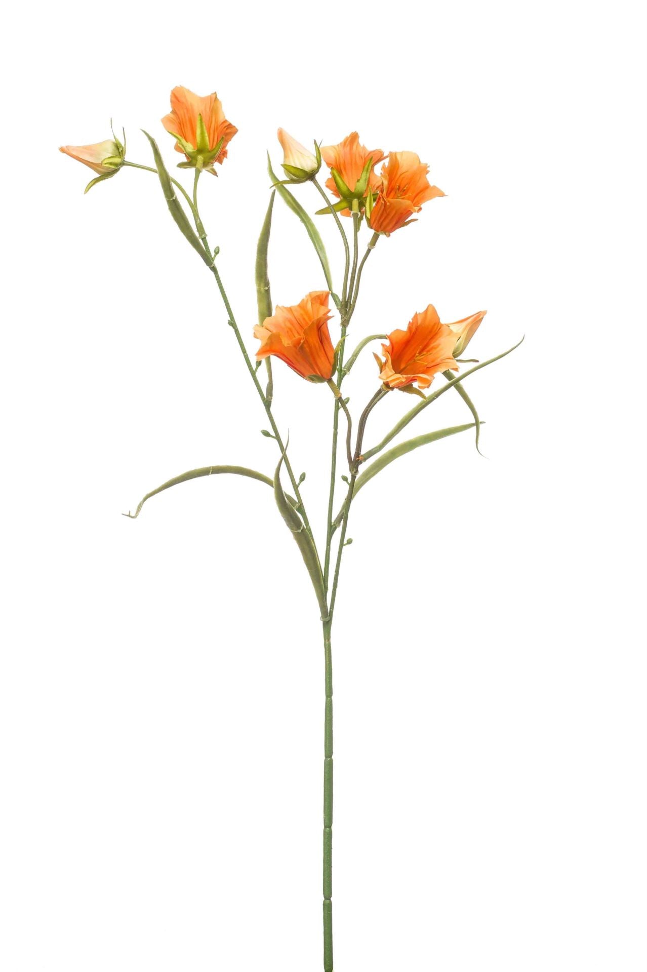 Bucida tree deluxe 290cm (kd)