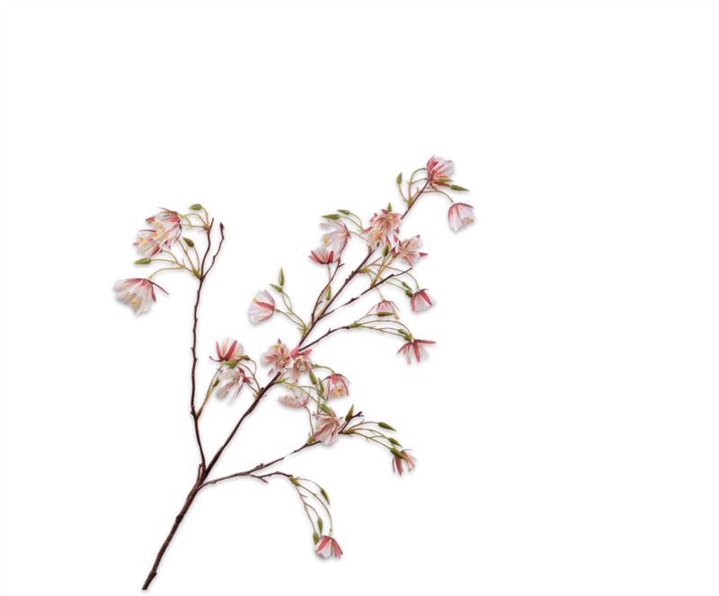 ELAEOCARPUS TAK RD/WT