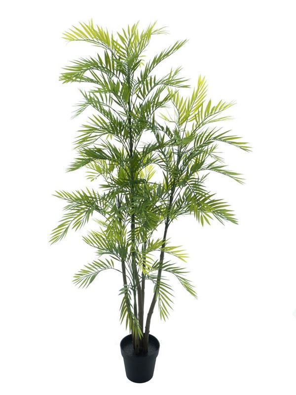 Areca palm Aruba in pot green 180cm