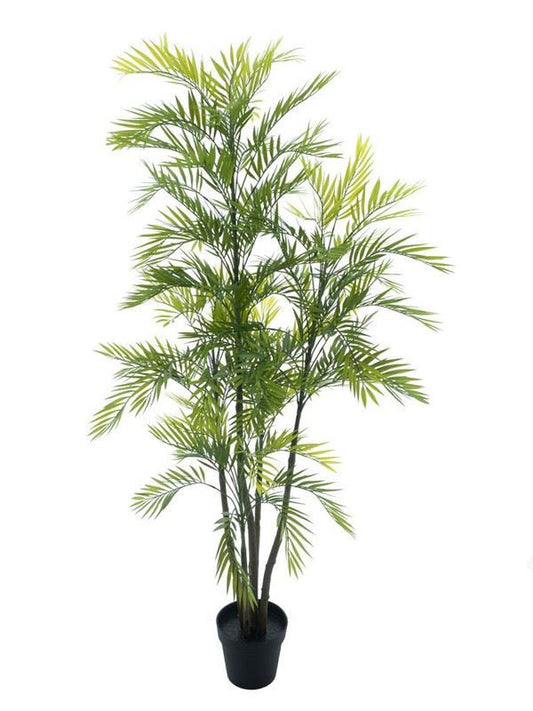 Areca palm Aruba in pot green 180cm