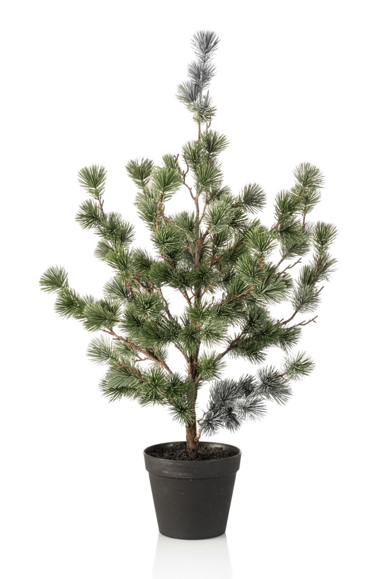 Cedar pine in pot 80cm