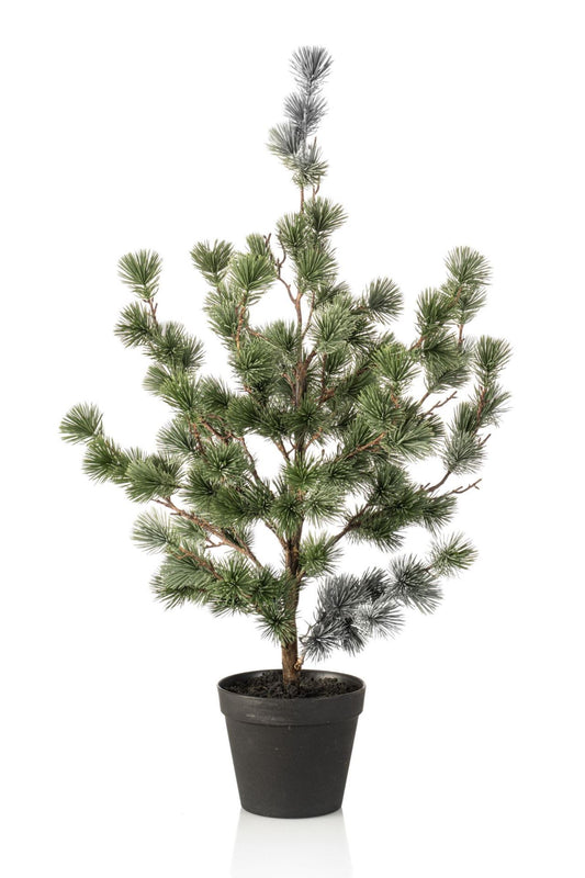 Cedar pine in pot 80cm
