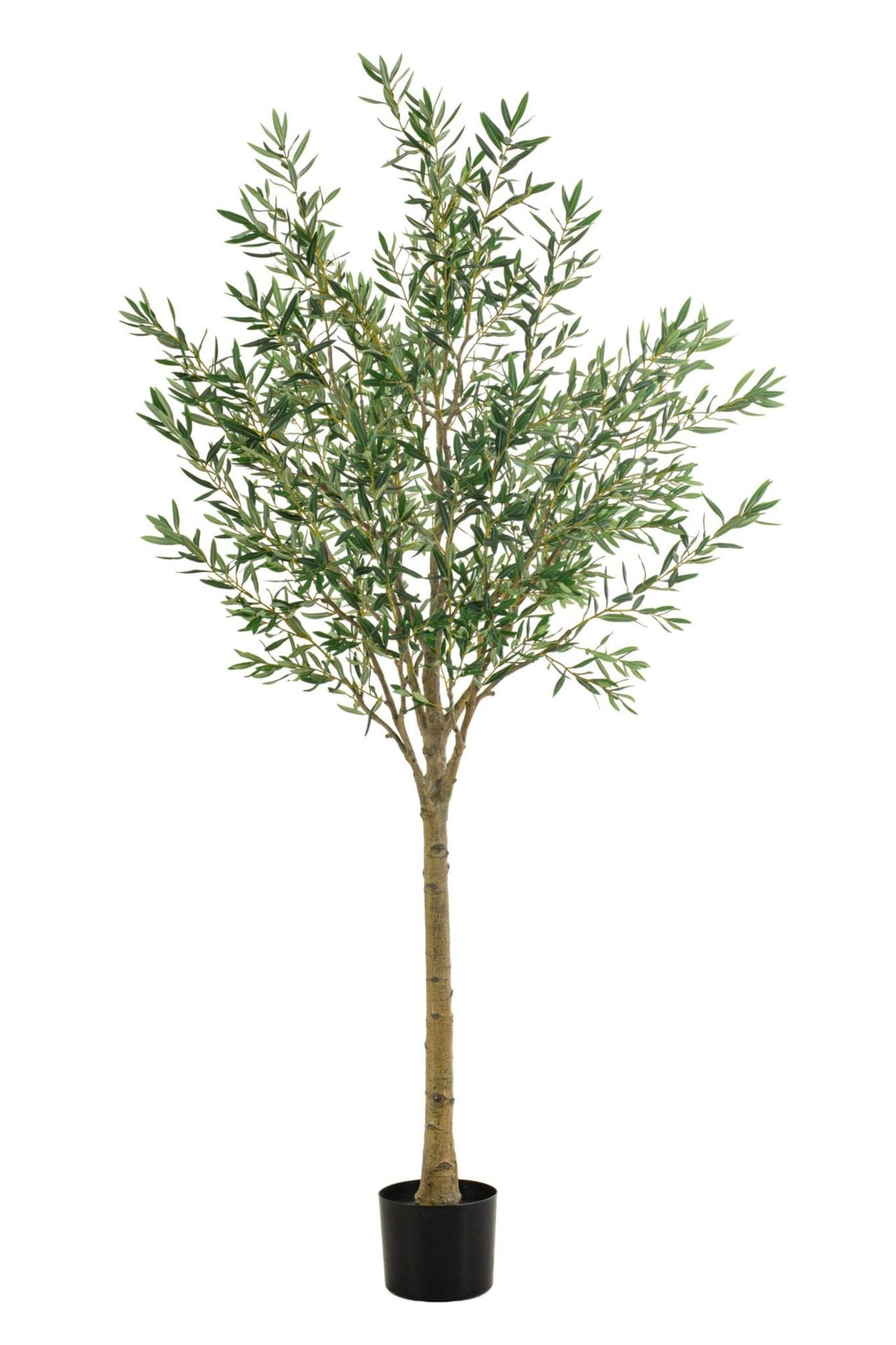 Olive tree 230cm KD