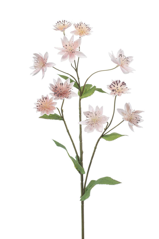 Astrantia spray lt pink 70cm