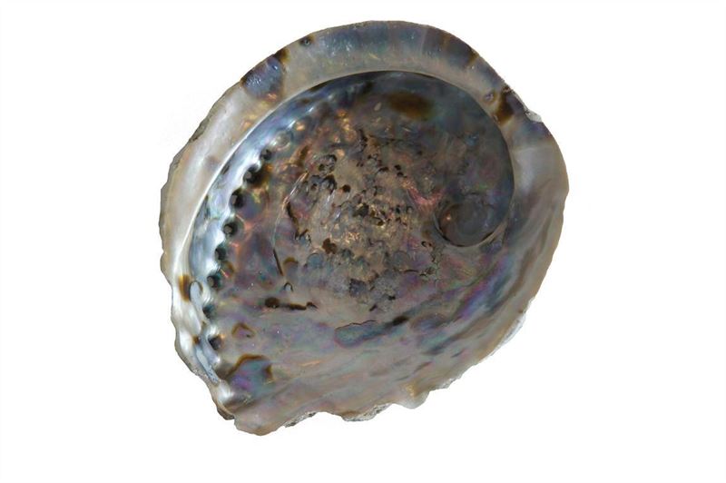 Schelpen abelone groot nat.3 st