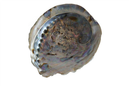 Schelpen abelone groot nat.3 st