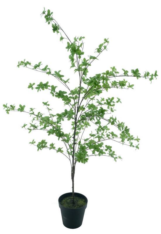 Bucida  leaf tree in pot green 173c