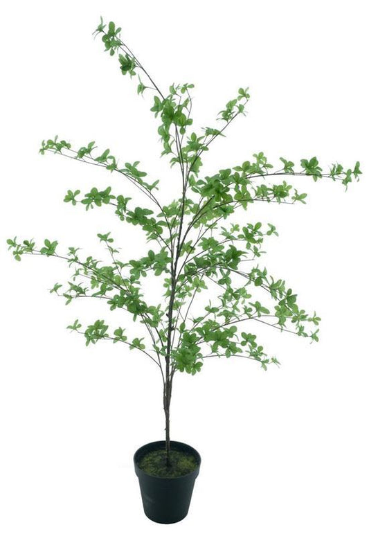 Bucida  leaf tree in pot green 173c
