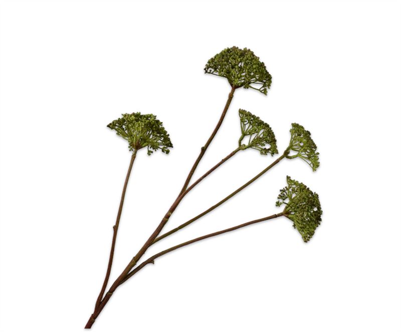 DILLE TAK GROEN 78CM