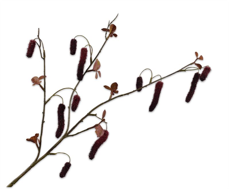 ALNUS TAK BORDEAUX  81 cm