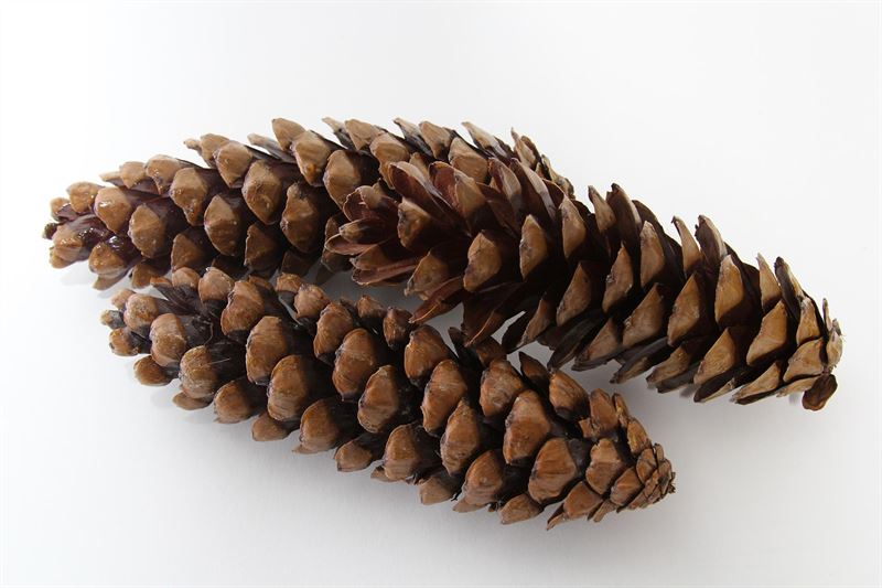 Strobus groot naturel50 st