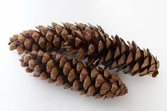 Strobus groot naturel50 st