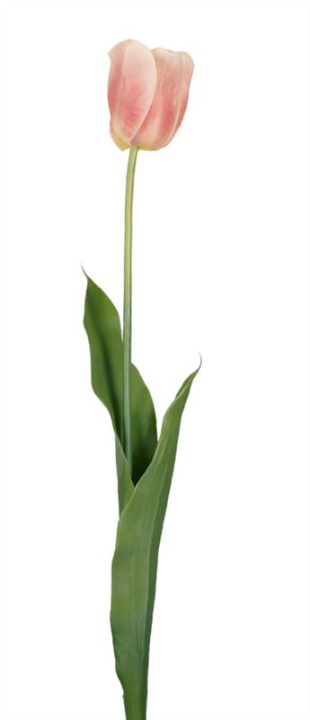 Tulip france spray lt pink 66cm