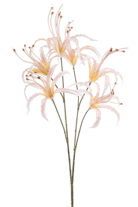 Nerine spray peach 55cm