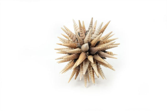 Bol schelpen terebra turitella 25cm