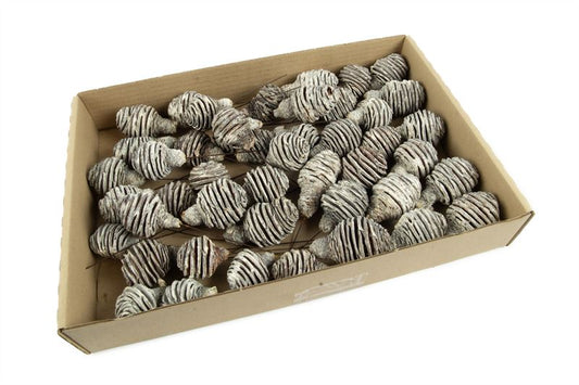 Platyspernum o/dr. stone washed wit