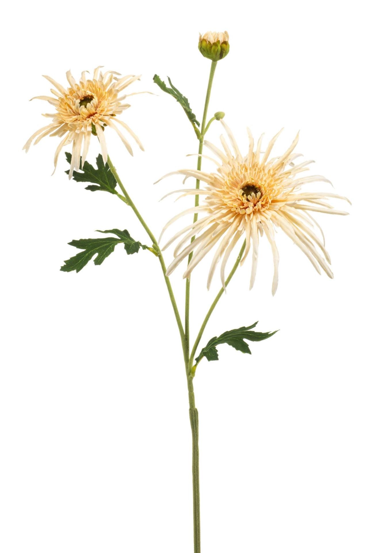 Chrysantum spider spray cream 70cm