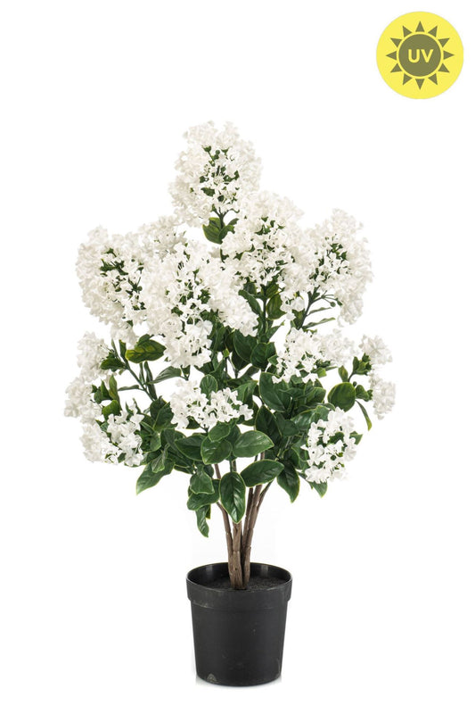 Syringa UV in pot white 65cm