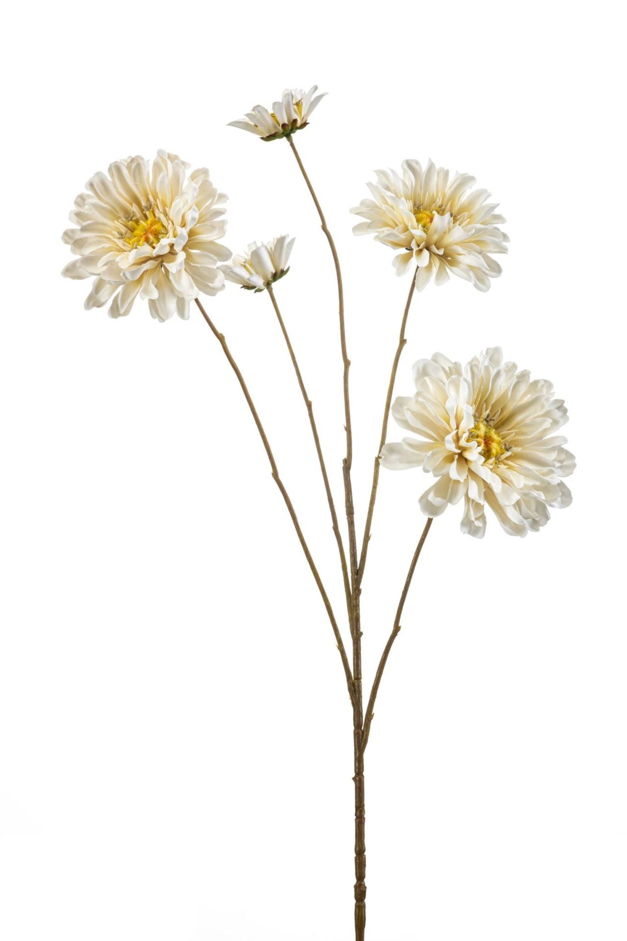 Zinnia spray cream 90cm