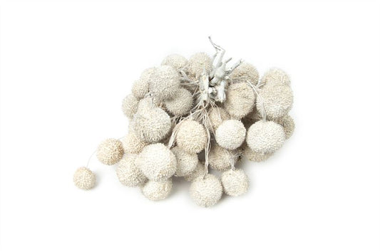 Plataanballen misty wit250 gr