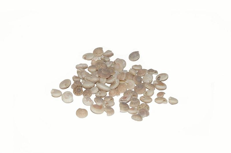 Schelpen white umbonium nat.1 kg