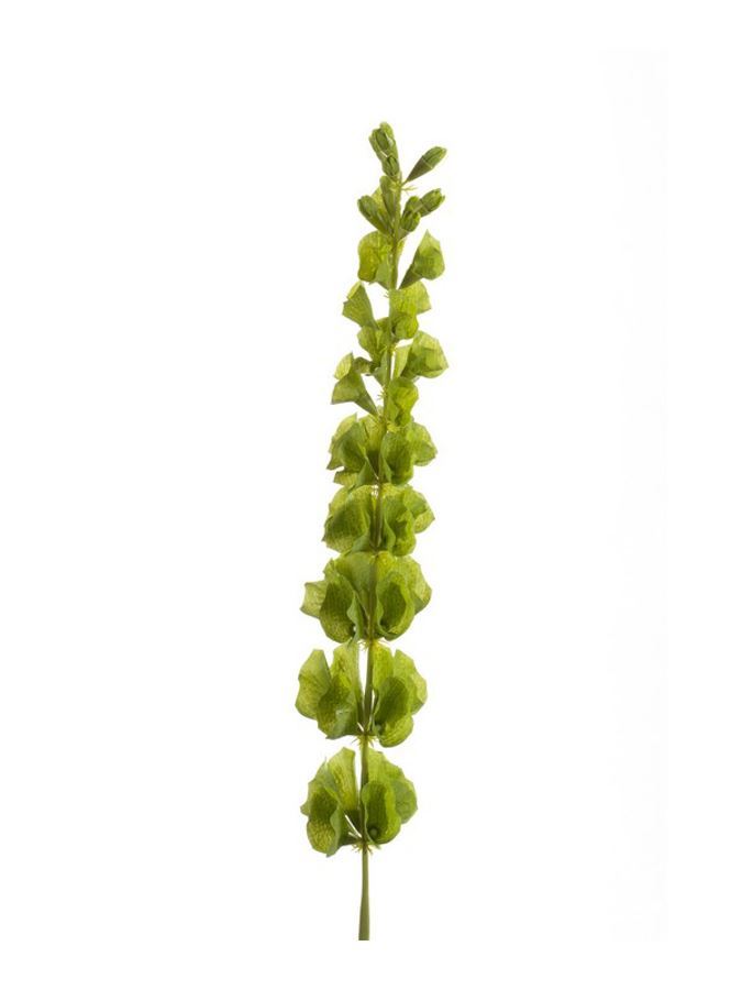 Molucella spray green 80cm