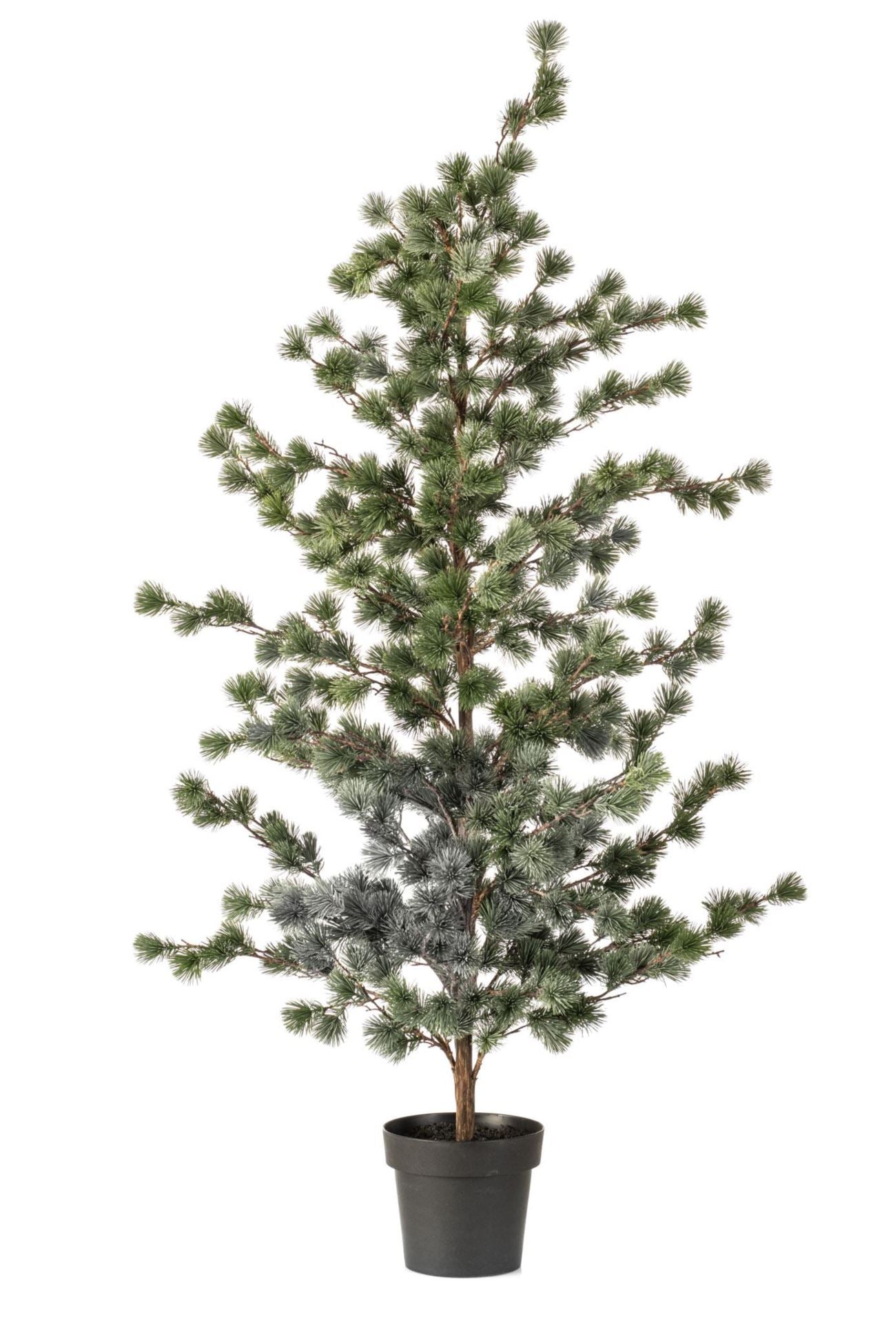 Cedar pine in pot 150cm (knock down