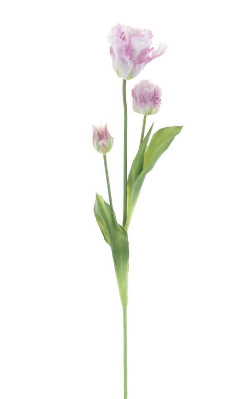 Parrot tulip spray Sally lavender 7