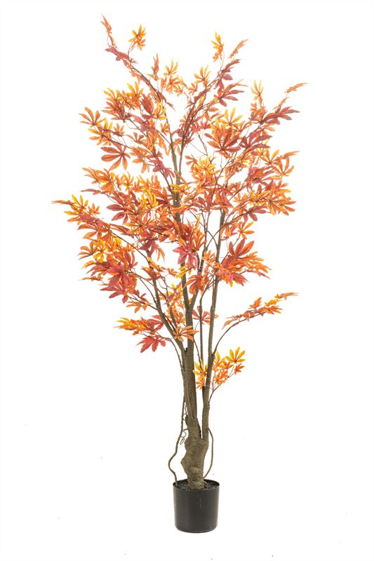 Maple japanese tree red/orange in p