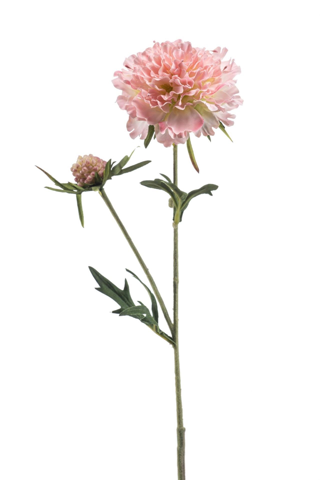 Scabiosa spray lt pink 57cm