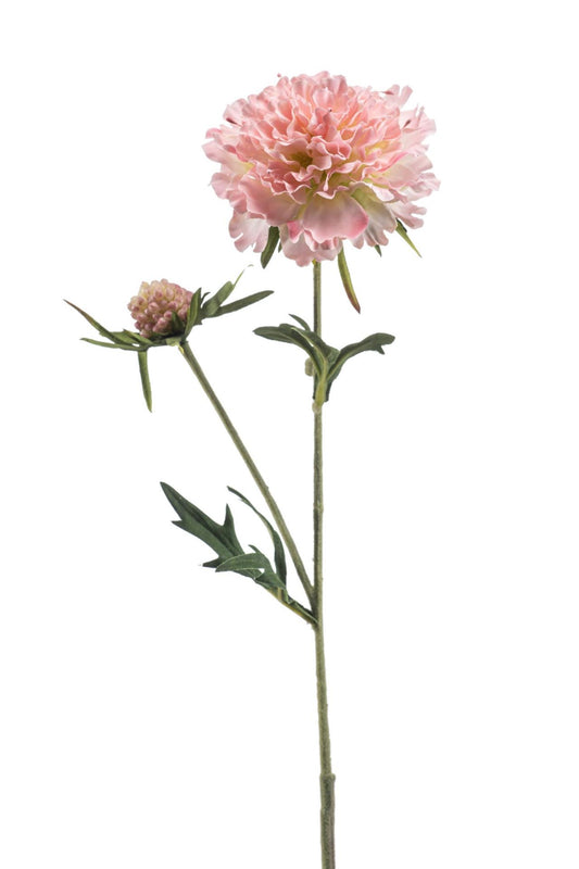 Scabiosa spray lt pink 57cm