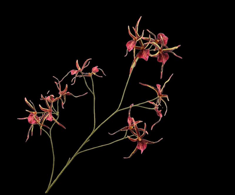 ORCHIDEE TAK ROZ/BR  110 cm