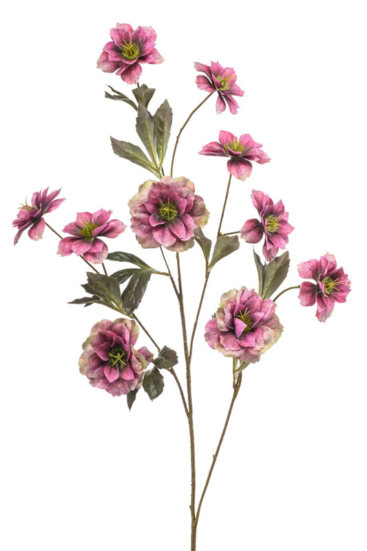 Helleborus spray fuchsia 112cm