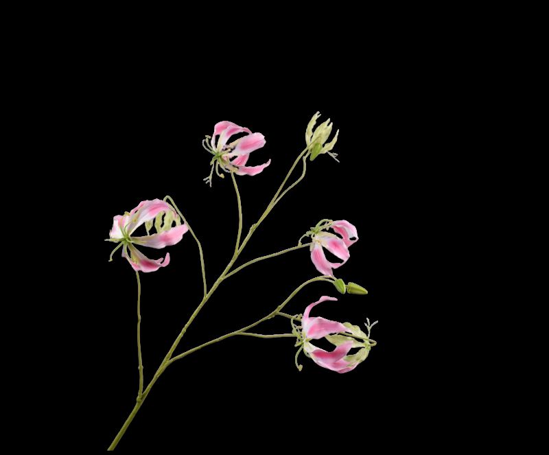 GLORIOSA TAK ROZE  110 cm