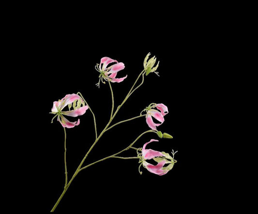 GLORIOSA TAK ROZE  110 cm