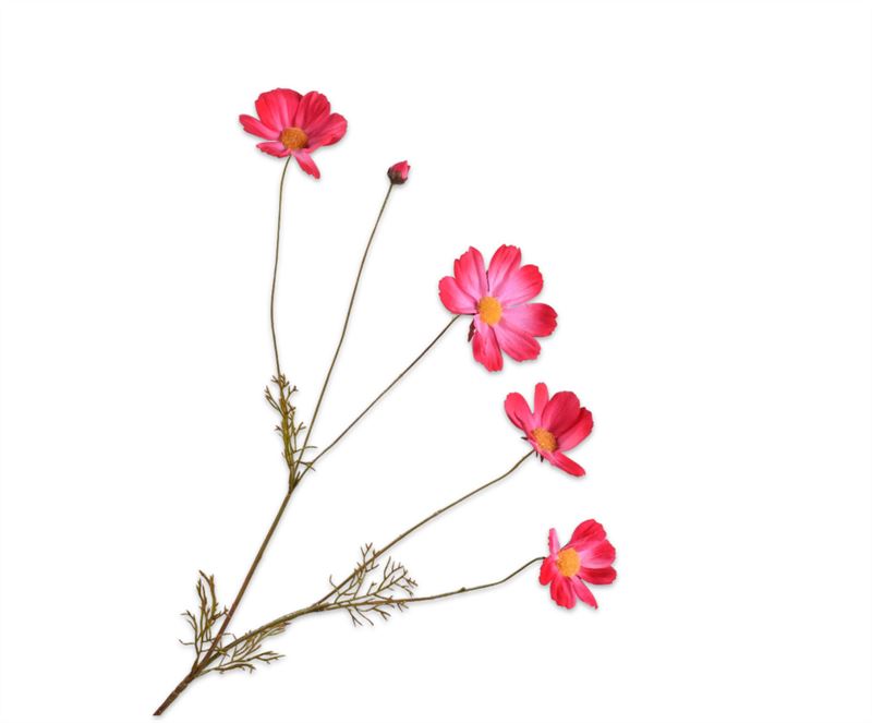 cosmos tak beauty  92cm