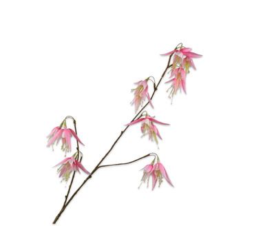 FUCHSIA TAK ROZ/WT