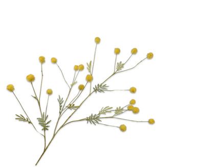 MIMOSA TAK GL/GRN
