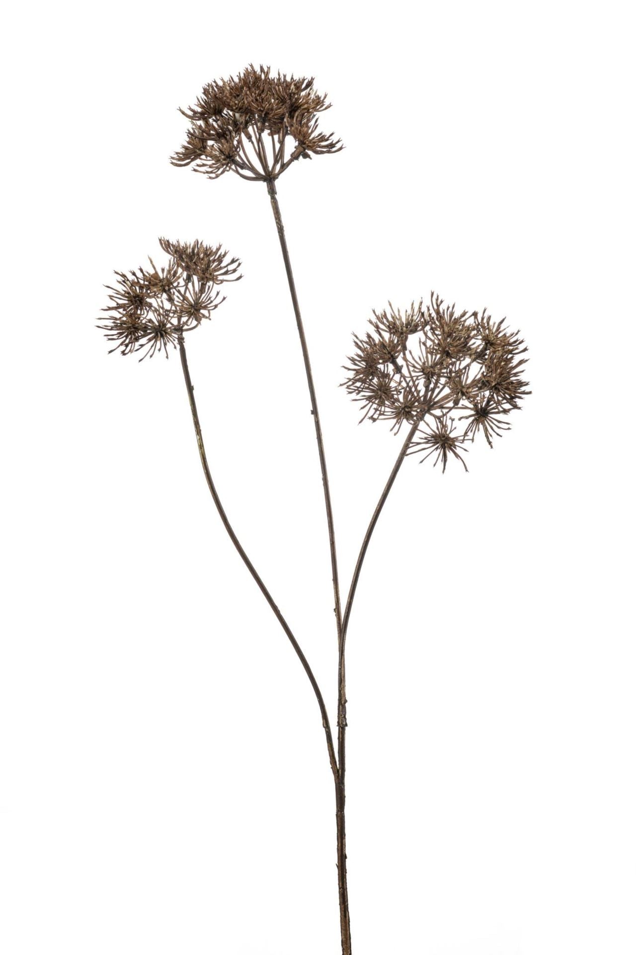 Heracleum spray brown 80cm