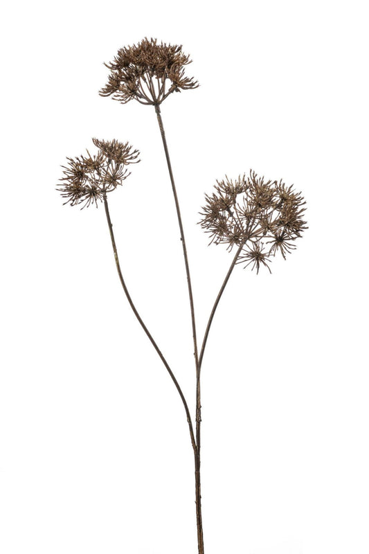 Heracleum spray brown 80cm