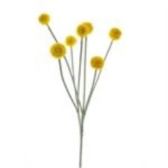 Craspedia spray yellow 67cm 